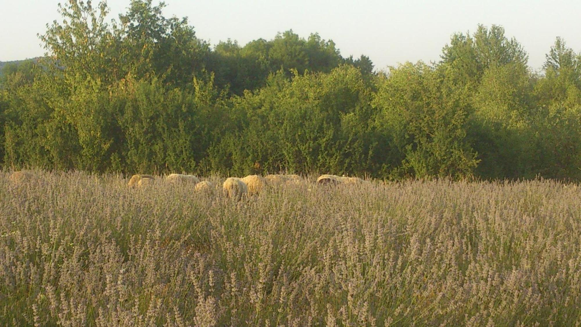 Lavanda Farm Apartmani Rakovica Exterior foto